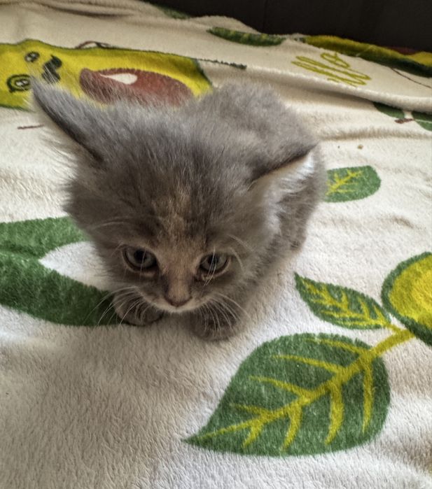 Отдам котят в хорошие руки