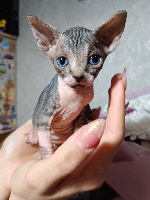 Канадские котята сфинкс