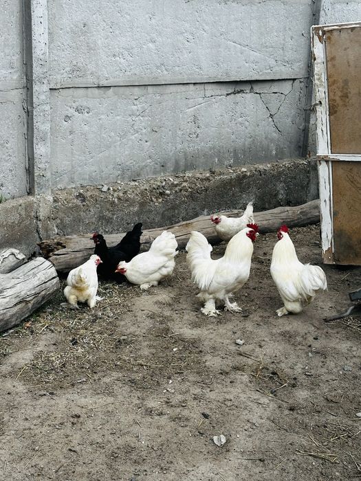 Продам карликов