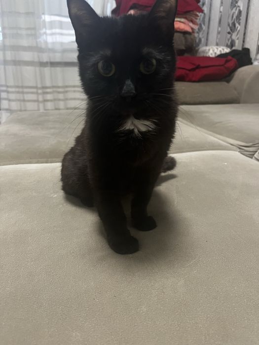 Отдам кошечку и котика даром