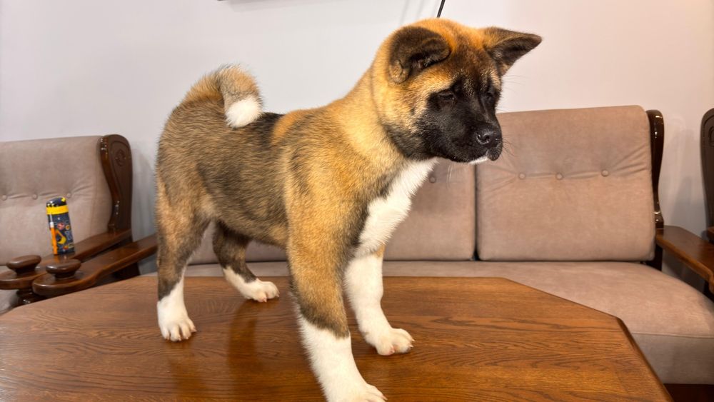 Mascul Akita American linie de sânge foarte buna