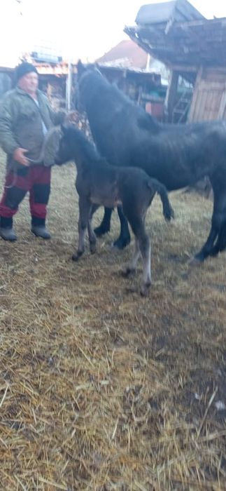 Продам лошадь с жеребенком. Стриган