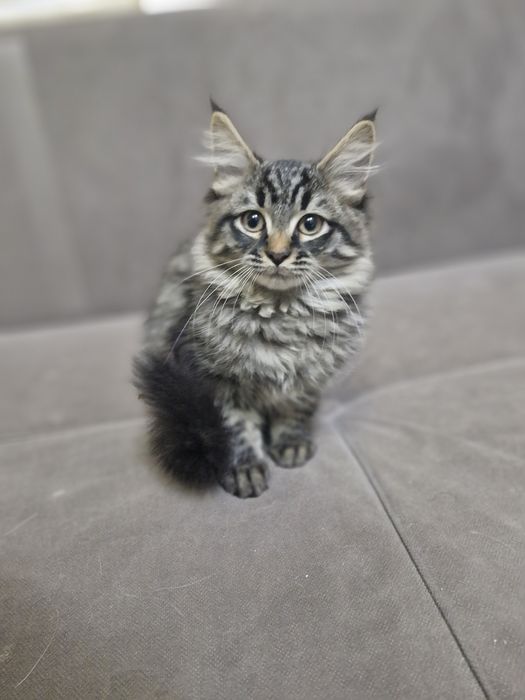 Котёнок черненький