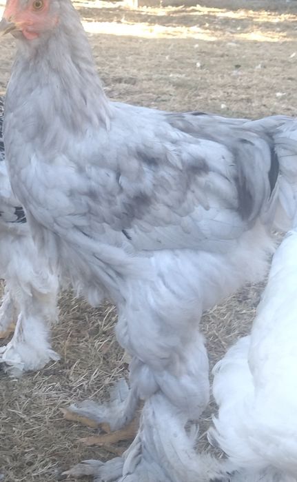 Vând cocosi brahma
