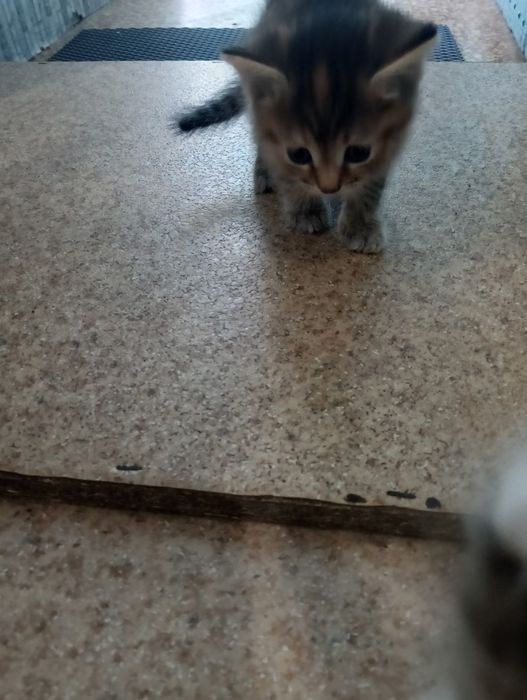 Отдам котят в добрые руки