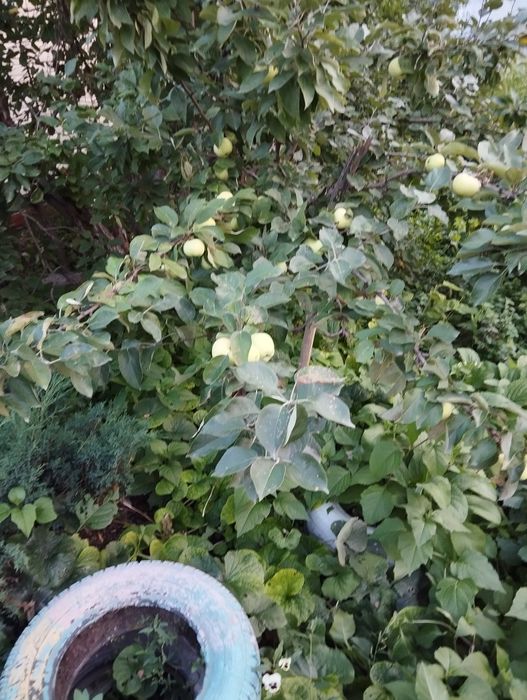 Продам кирпичный дом