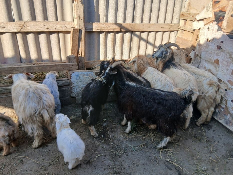 Лақты ешкілер тушалар