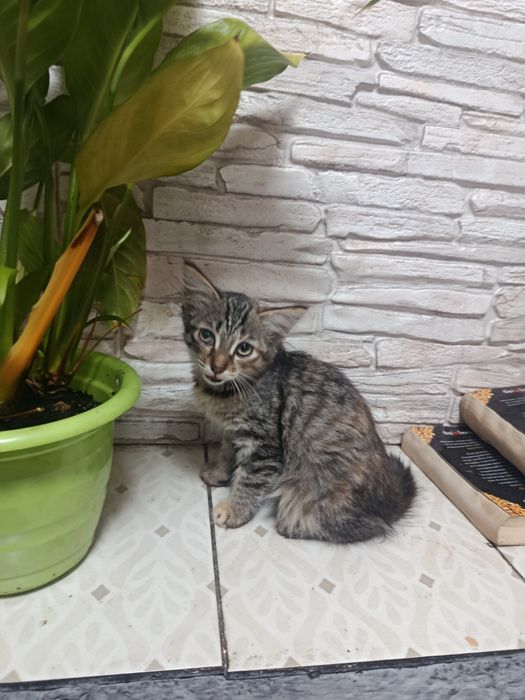 Срочно отдаётся кошечка