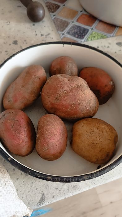 Домашний картофель