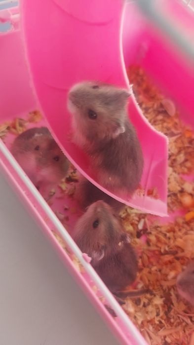 Хомяки джунгарские