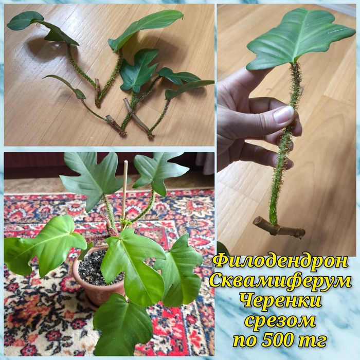 Филодендроны, гименокаллис и др.