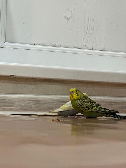 Продам попугая 5500