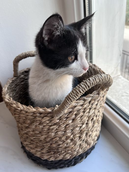 Котенок в добрые руки