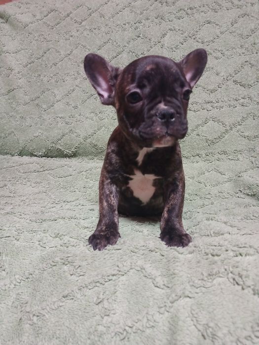 Французские булочки