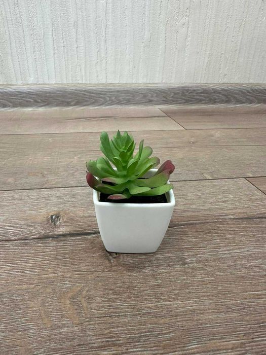 Декоративни растения