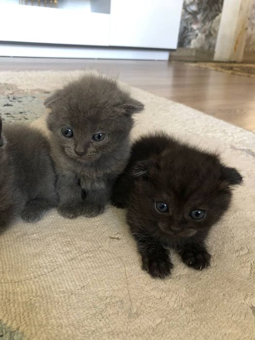 Котята вислоухие