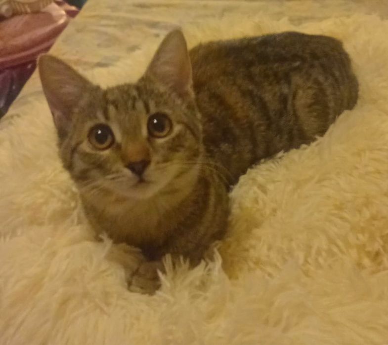 Pisicute metis British Shorthair