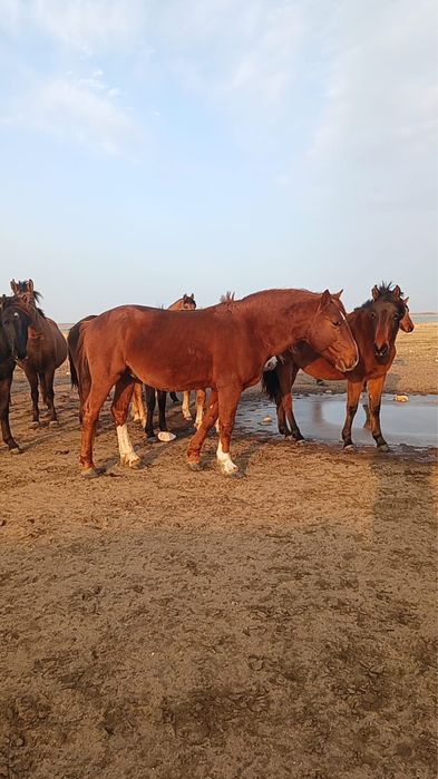 Айгыр сатылады уйірге