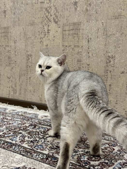 Вязка хизмати! Эркак мушук Барсик киз мушукларни учрашувга таклиф этад