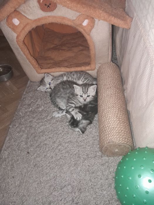Продам  шотландских  котят