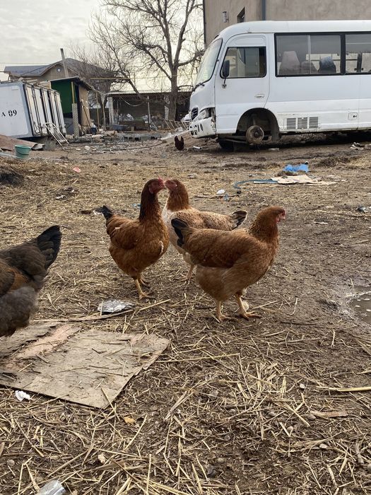 4тауық 1қораз сатылады