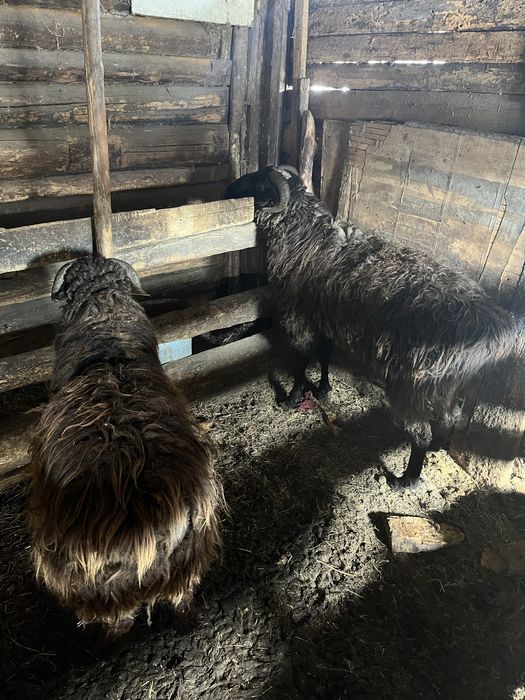 Екі семіртілген қошқарлар сатылады