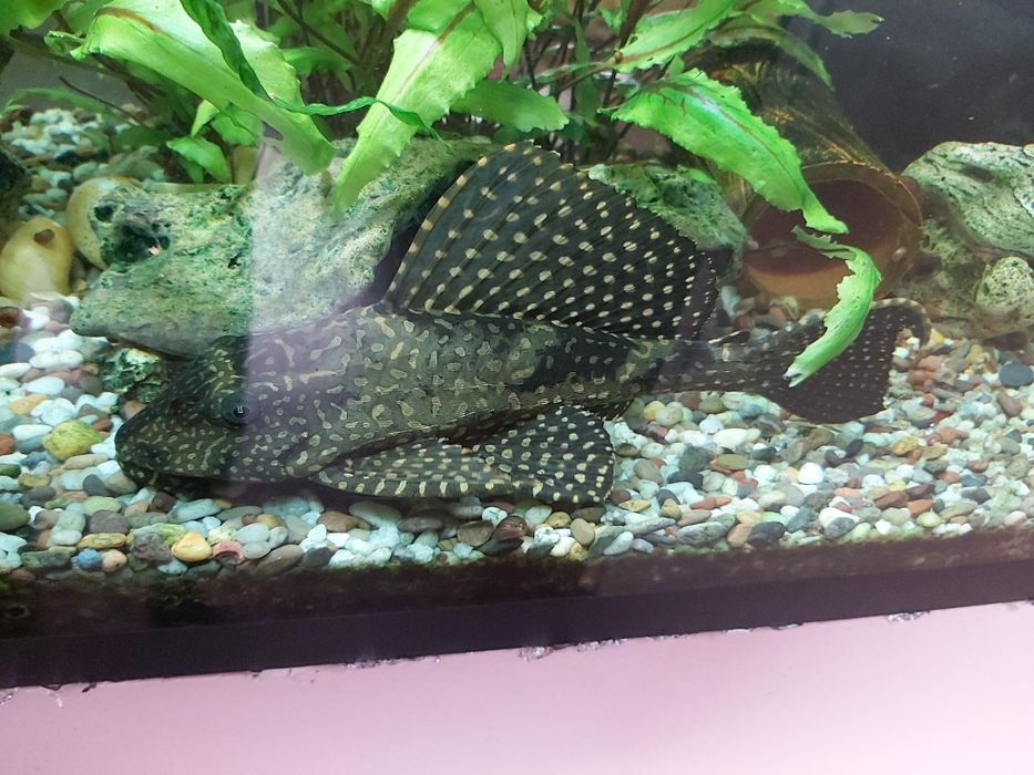 Парчовый сомик анситрус