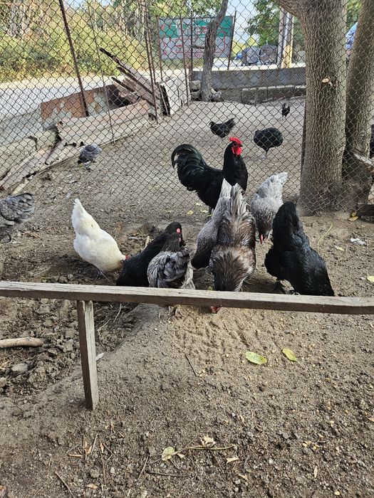 Разплодни яйца от черен и син австралорп