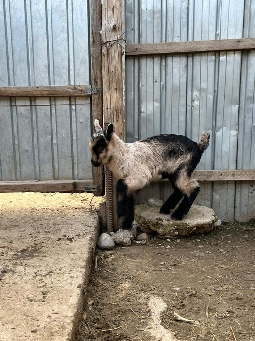 Алып ешкі сатылады