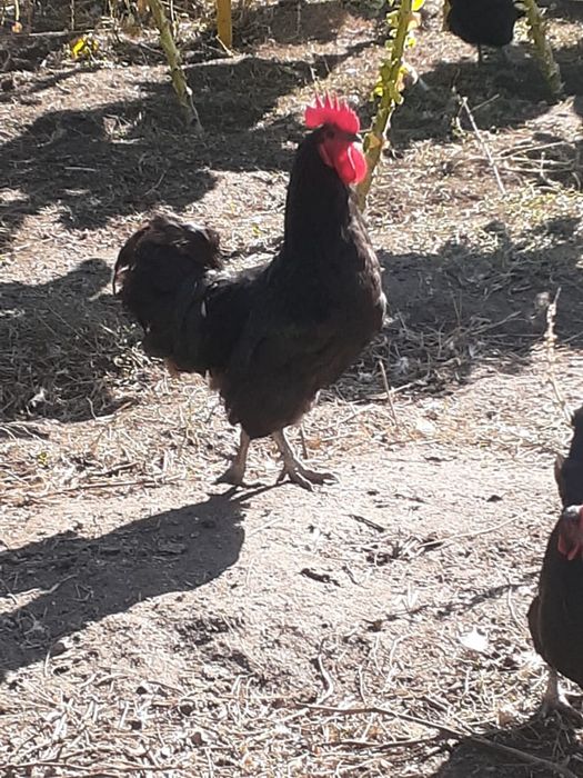 Продаются петухи Австралорпы