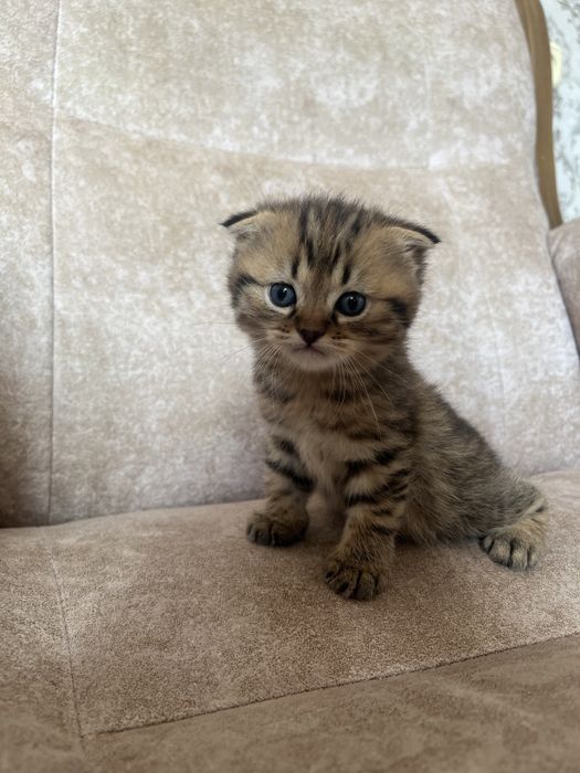 Котята шотландцы. Остался один кот!