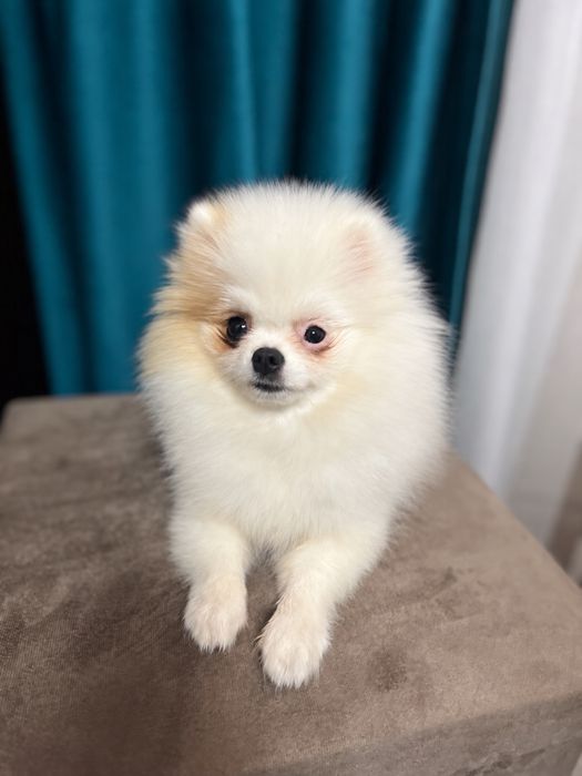 Femela Pomeranian