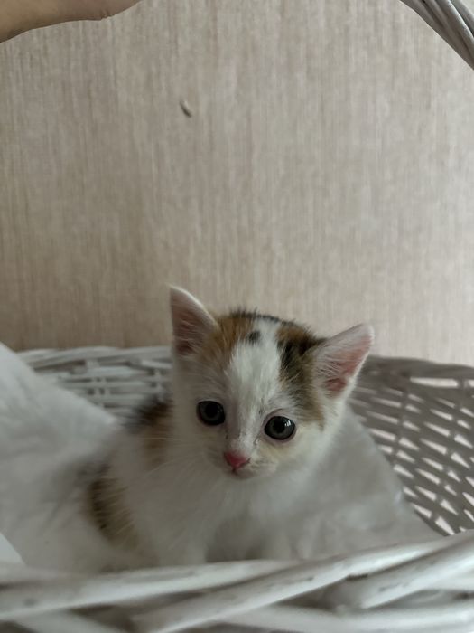 Отдам котят в хорошие руки