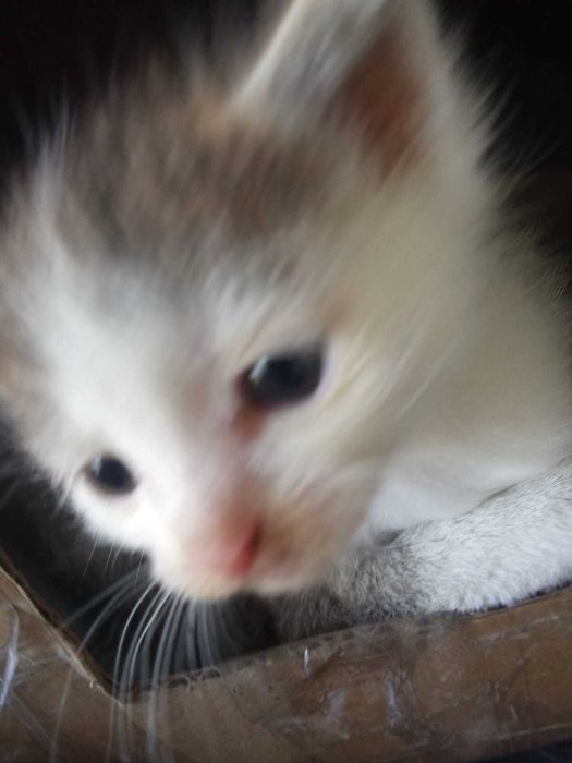 Отдам котят в хорошие руки