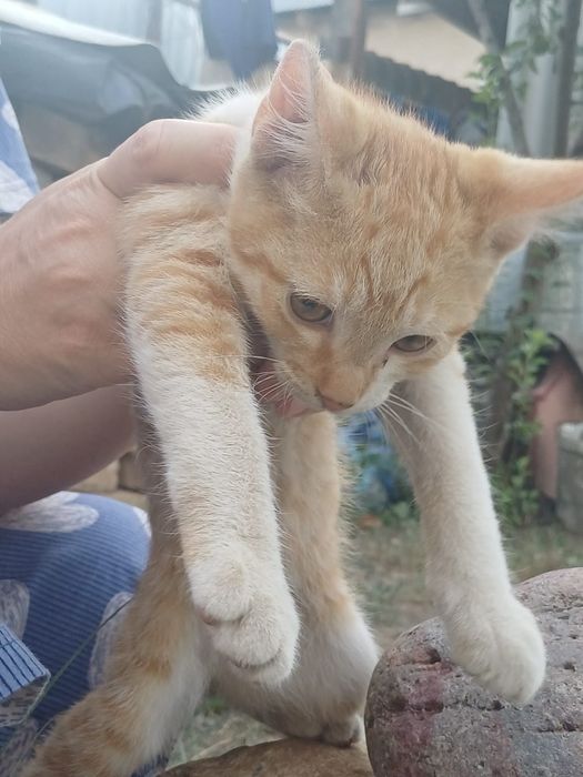 Котята,отдам даром