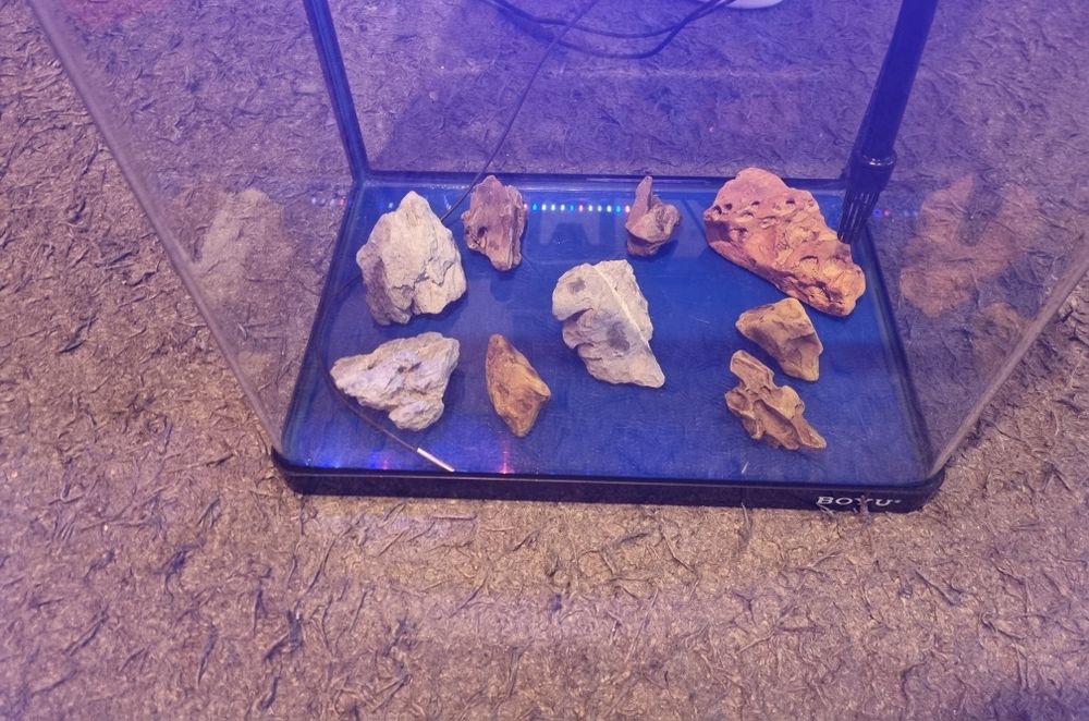 Vând acvariu pești