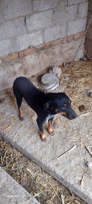 Собака имя ( Тайсн ) охранник