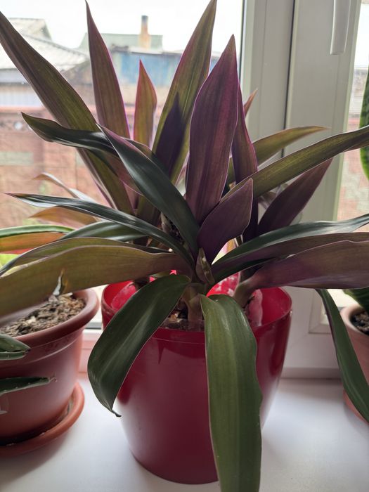 Продам комнатные растения