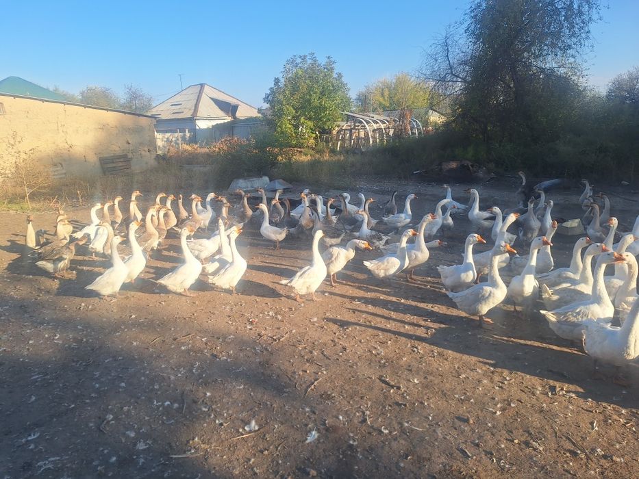 Гусиные яйца продам