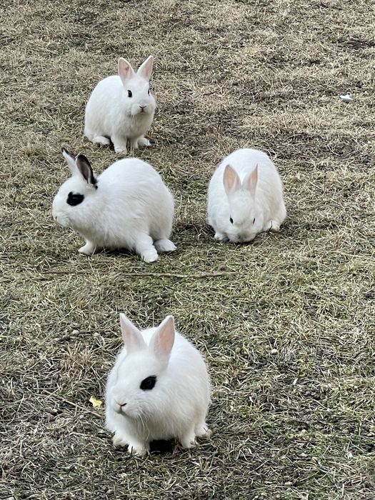 Zotli quyonlar sotiladi sogʻlom honaki juda chiroyli yosh quyonchalar