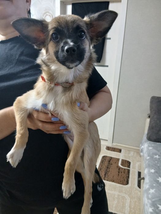 Отдам даром щенка девочка