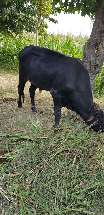 Buqa yemlashga kegan