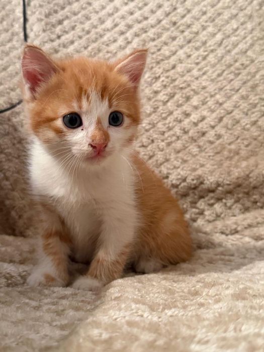 Котята девочки бесплатно