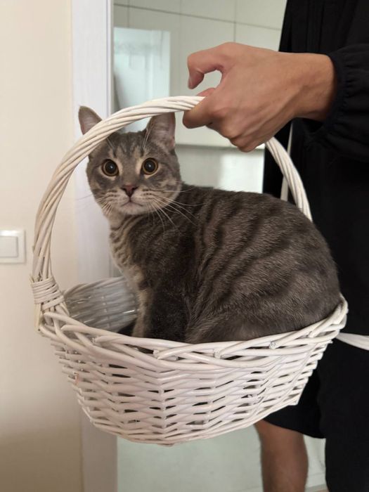 Отдадим кота в добрые руки