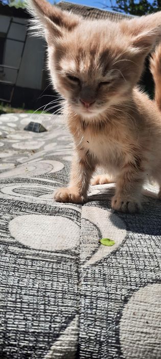 Отдам даром котёнка мальчик
