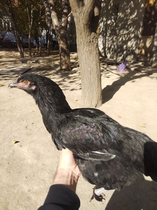 Joja tovuq tovuqlar товуклар, jojalar, жожа, жожалар