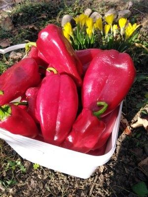 Семена, гиЛечебна КАЛИЗИЯ, Коледниче, КАЛАНХОЕ, Люти чушки дръвче в съ