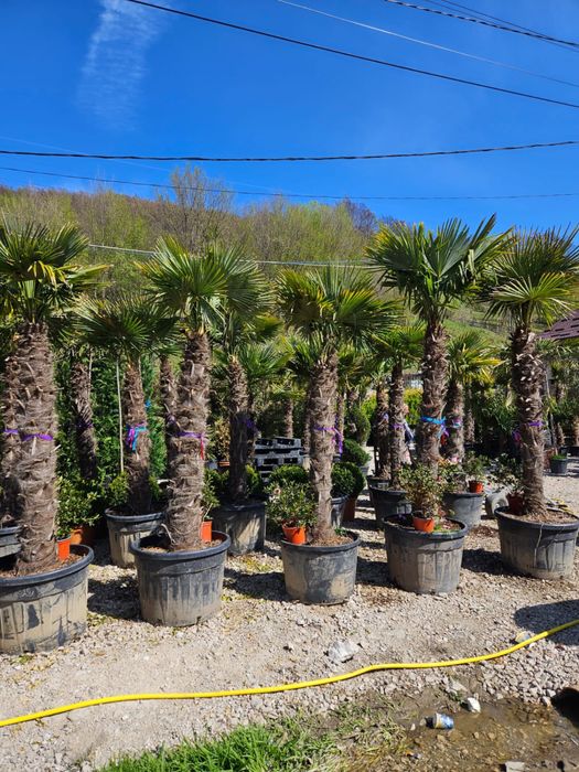 Palmieri trachycarpus fortunei toate dimensiunile