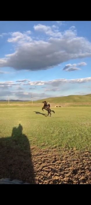 Айғыр Жеребец сатылады