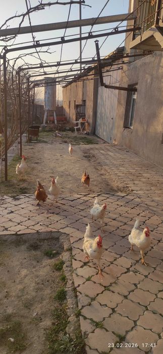 Хурозлар сотилади 3 дона қолди домашние 8 ойлик